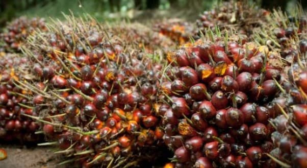 Daftar Perusahaan yang Kecipratan Dana Insentif dari BPDPKS