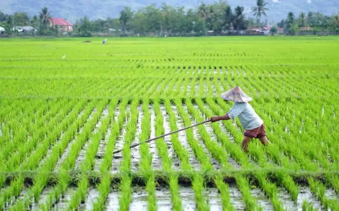 Sawah
