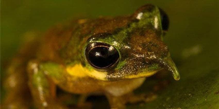 Peneliti Temukan Spesies Katak Jenis Baru di Papua