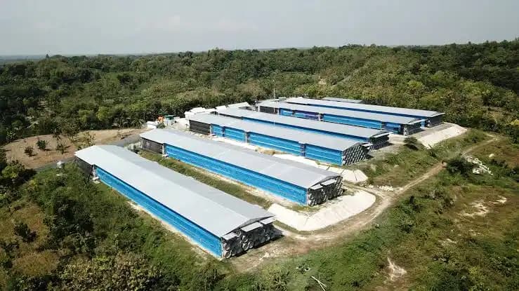 Widodo Makmur Perkasa Hadapi Rugi Rp234,9 Miliar di 2025