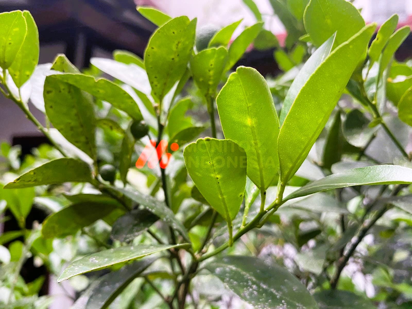 Kenali Manfaat dan Kegunaan Daun Jeruk