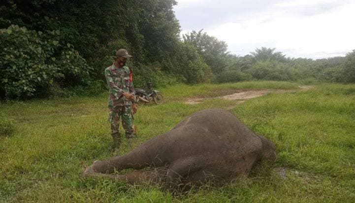 Kasus Gajah Mati Tanpa Kepala Tuntas, Jaringan Pembunuh, Penadah, dan Pembeli Gading Disikat