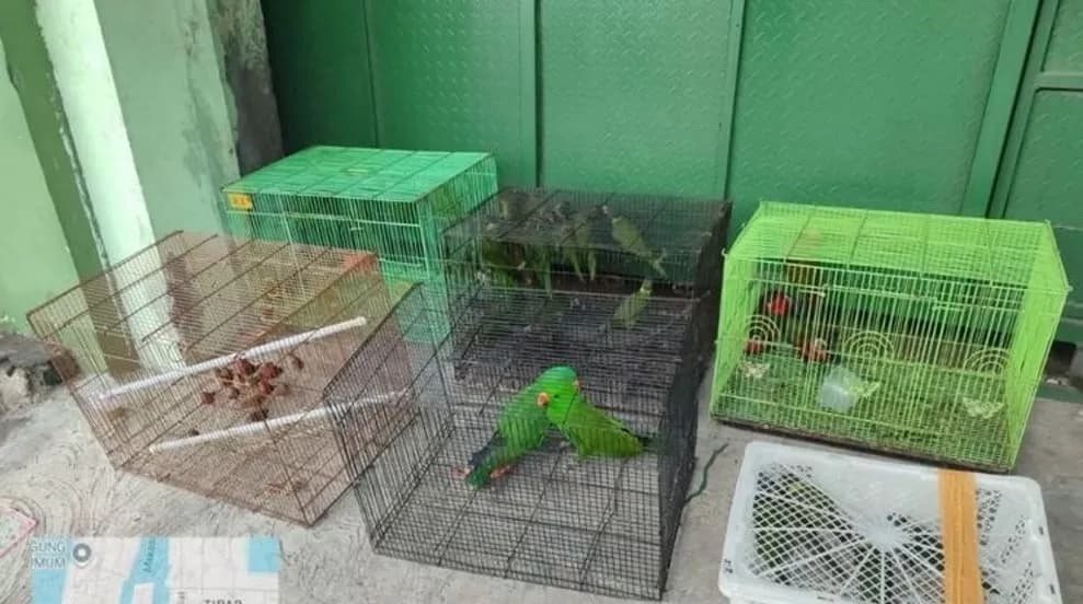 Dua Aparat Terlibat, Penyelundupan 100 Satwa Langka Papua Digagalkan di Tanjung Priok