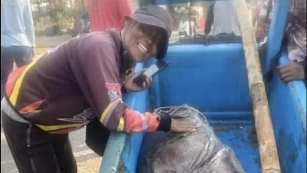 Heboh! Nelayan Pangandaran Tangkap Kerapu Raksasa 120 Kg