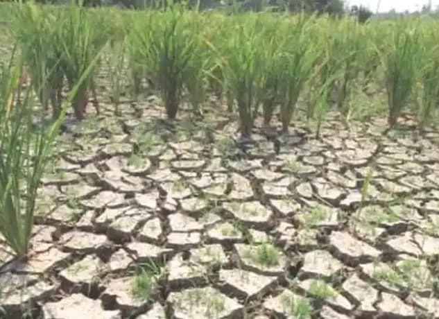 Garut Siaga Kekeringan, 419 Hektare Sawah Masuk Zona Rawan