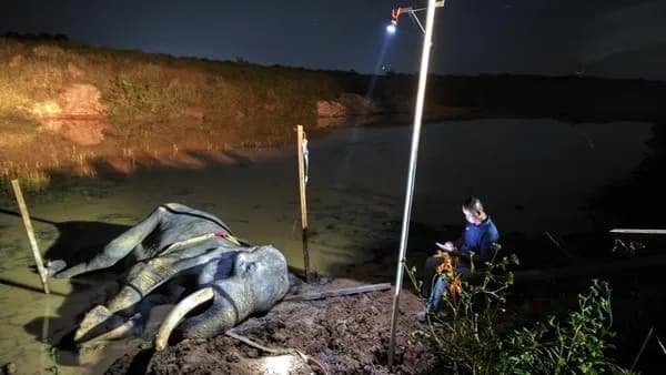 Gajah Legendaris Way Kambas Mati, Setelah 42 Tahun Mengabdi untuk Konservasi