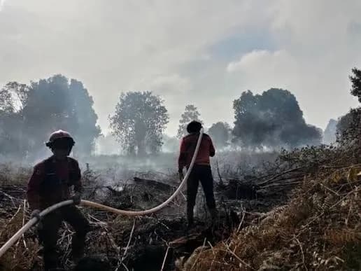 Karhutla Mengganas di Kalimantan Tengah, 323 Kebakaran Hanguskan Ratusan Hektar
