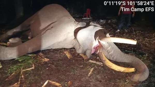 22 Tahun Jadi Garda Terdepan Penjaga Tesso Nilo, Gajah Indro Mati Saat Masuki Fase Must