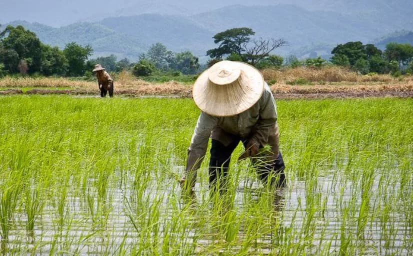 NTP Petani Turun Meski Harga Beras Terus Naik