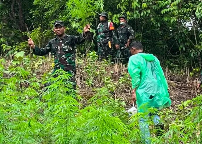 Ladang Ganja 2,5 Hektare Ditemukan di Pegunungan Aceh Besar