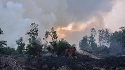 Karhutla Perbatasan Palembang-Banyuasin Hutan 3 Hektare Terbakar