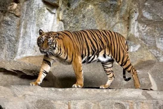 Sepekan Dua Warga Tewas Diterkam Harimau di Pelalawan, Dugaan Pelaku Satwa yang Sama