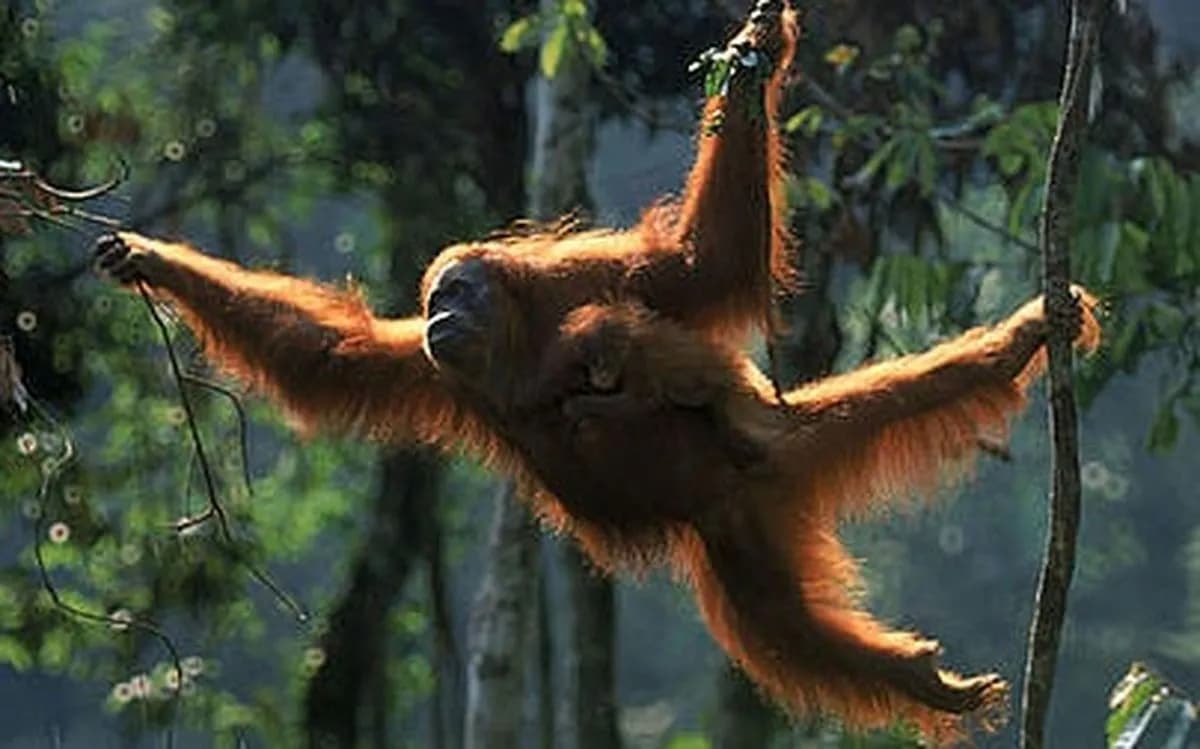 Menhut Siapkan Kawasan Preservasi 87.000 Hektare di Kaltim, Habitat Orangutan Diperkuat