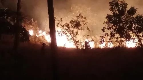 100 Hektare Sabana Labuan Bajo Terbakar, Tim Gabungan Berjibaku Padamkan Api