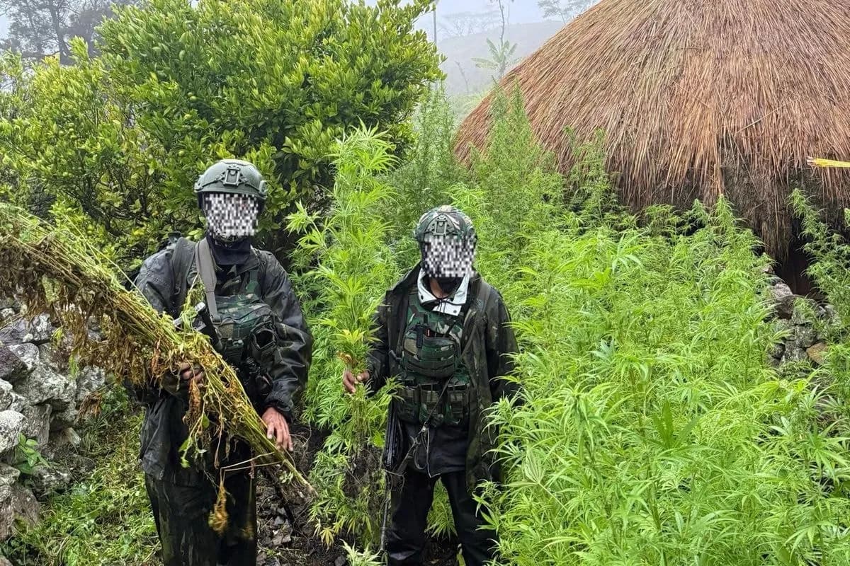 TNI Temukan 5.000 Batang Ganja dan Busur Serta Anak Panah di Pegunungan Yahukimo Papua