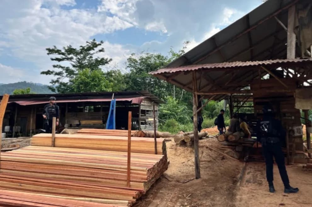 Praktik Sawmill Ilegal di Kampar Terbongkar, Polisi Sita Hampir 800 Batang Kayu