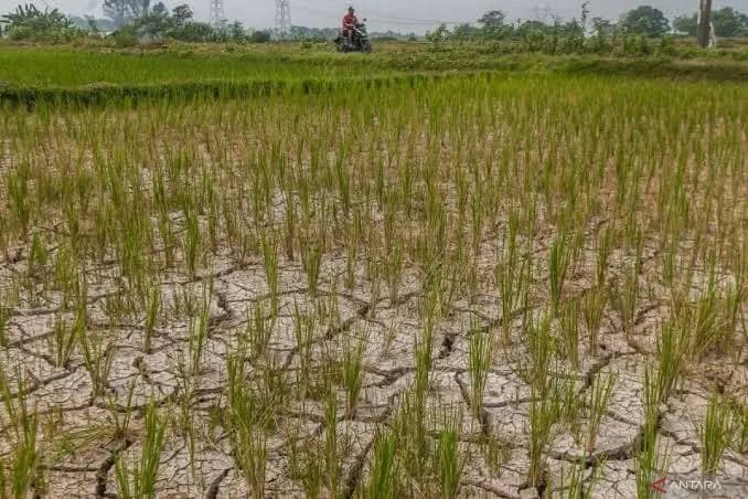 372 Hektare Sawah di Lebak Mulai Mengering, Distan Minta Kementan Tambah Pompa Air