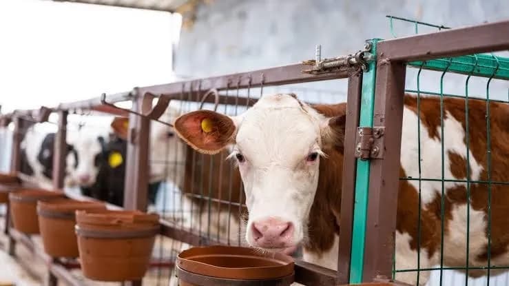 Mentan Amran Butuh 20 Peternakan Sapi Modern untuk Akhiri Ketergantungan Impor Susu