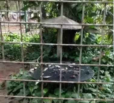 Korupsi Rp10,2 M di KBS Bongkar Sisi Gelap Pengelolaan Kebun Binatang: Bagaimana dengan Ragunan?