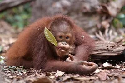 BNI Tegaskan Komitmen Pelestarian Satwa Langka di Hari Spesies Terancam Punah 2026