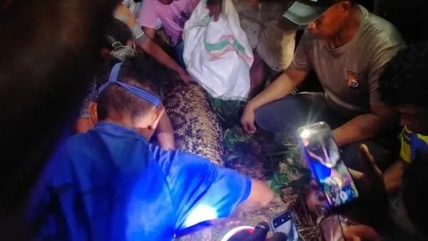 Pria di Kepulauan Sula Tewas Ditelan Ular Piton 7 Meter Saat Berjalan Melintasi Hutan