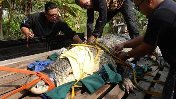 Buaya Muara 4,5 Meter yang Teror Tambak Warga Sambas Berhasil Dievakuasi