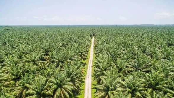 Agrinas Kelola 27 Ribu Hektare Lahan Sawit Sitaan Negara di Lamandau