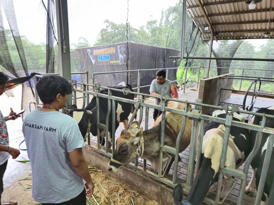 BRI Peduli Tingkatkan Kapasitas Peternak Sapi Perah di Malang Lewat Program Klaster Unggulan