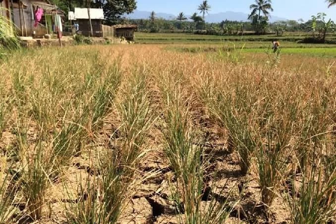 Kekeringan Lumpuhkan Pertanian Majalengka, 200 Hektare Sawah Gagal Panen