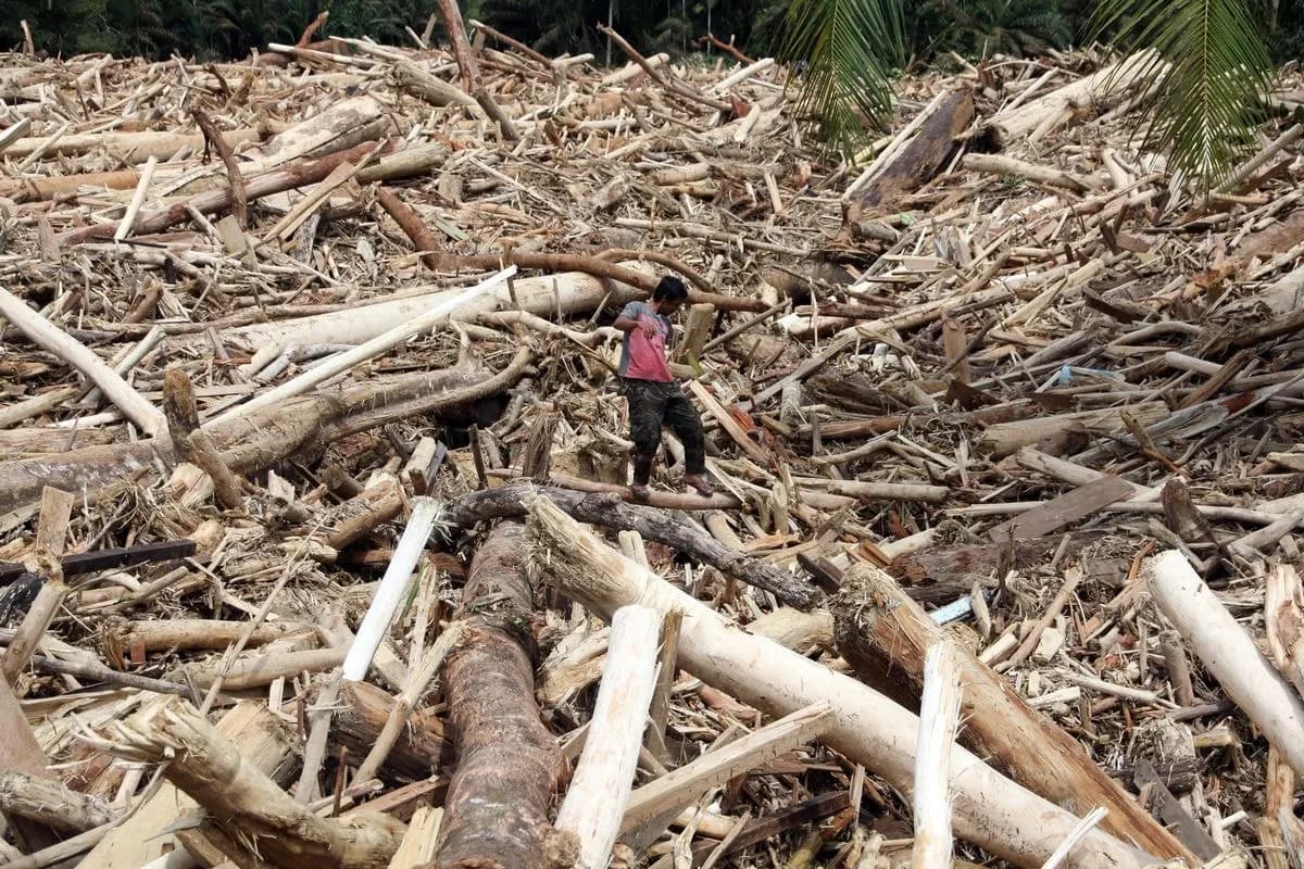 Pembalakan Liar di Sumbar Rusak 83 Hektare Hutan, Negara Didesak Bertindak Tegas, Cegah Banjir Bandang