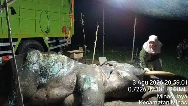 Gajah Binaan Jovi Mati Usai 34 Hari Dirawat Intensif, Dunia Konservasi Indonesia Berduka