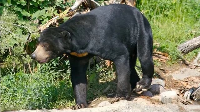Petani Karet Diserang Beruang di Pelalawan, Wajah Robek saat Bekerja di Kebun
