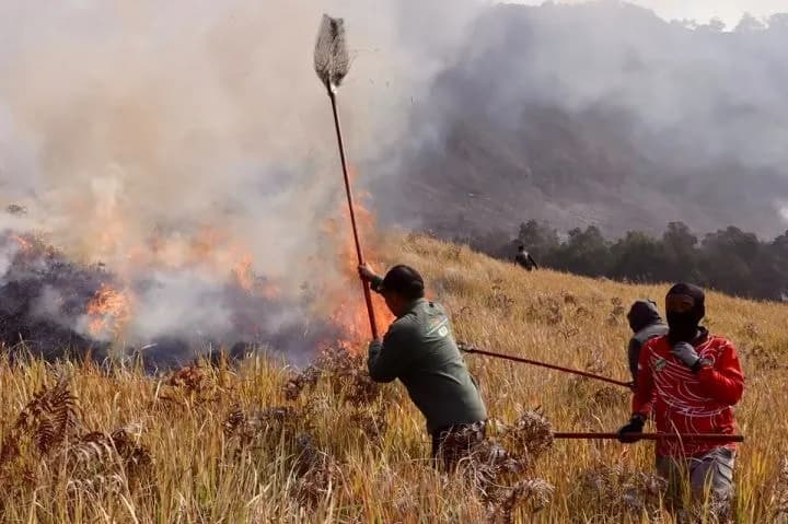 176 Hektare Lahan Bromo Terbakar, BB-TNBTS Jelaskan Sumber Api Berasal