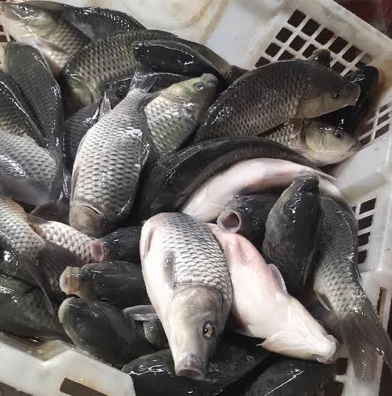 28 Ton Ikan Mas Mati Tercemar Limbah, 14 Peternak Dapat Ganti Rugi Rp300 Juta