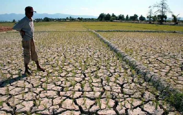 808 Hektare Sawah Pandeglang Dihantam Kekeringan, 17 Kecamatan Terdampak