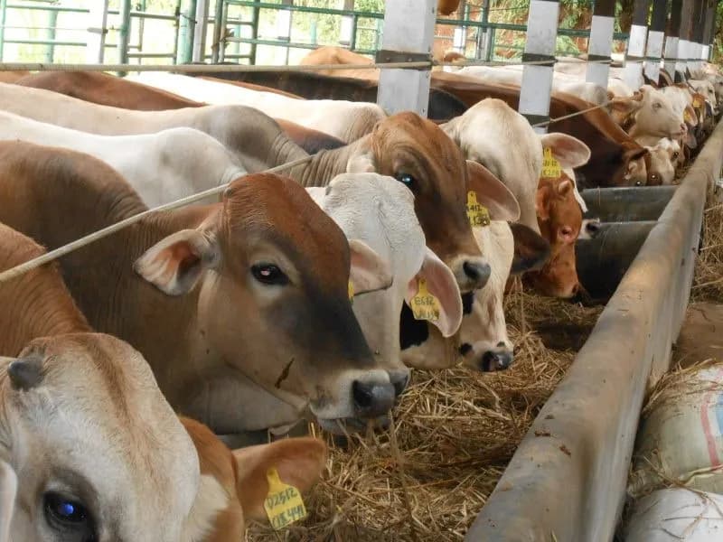 DKI Siapkan Peternakan 5.000 Sapi, Tekan Ketergantungan Daging Impor