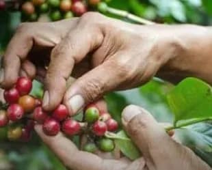 Bibit Kopi Ada di Dokumen, Tapi Tak Dikenal Daerah: Miliaran Uang Negara Dipertanyakan