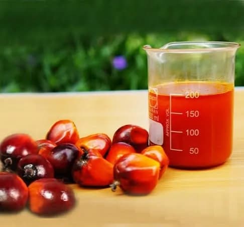 Harga CPO Melejit, Tembus Rp5.018 Ringgit per Ton: B50 dan Ancaman El Nino Jadi Pemicu