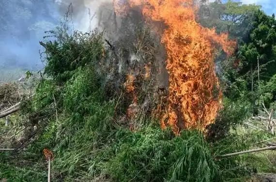 5.000 Batang Ganja Dimusnahkan di Aceh Besar