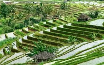 6.500 Hektar Sawah Hilang dalam 6 Tahun di Bali