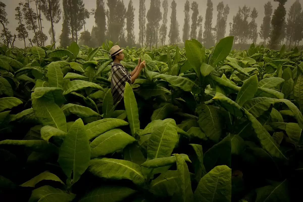 Berkah Tembakau Tak Dirasakan Petani