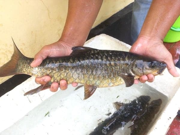 Ihan Batak, Ikan Purba Endemik Danau Toba Nyaris Punah