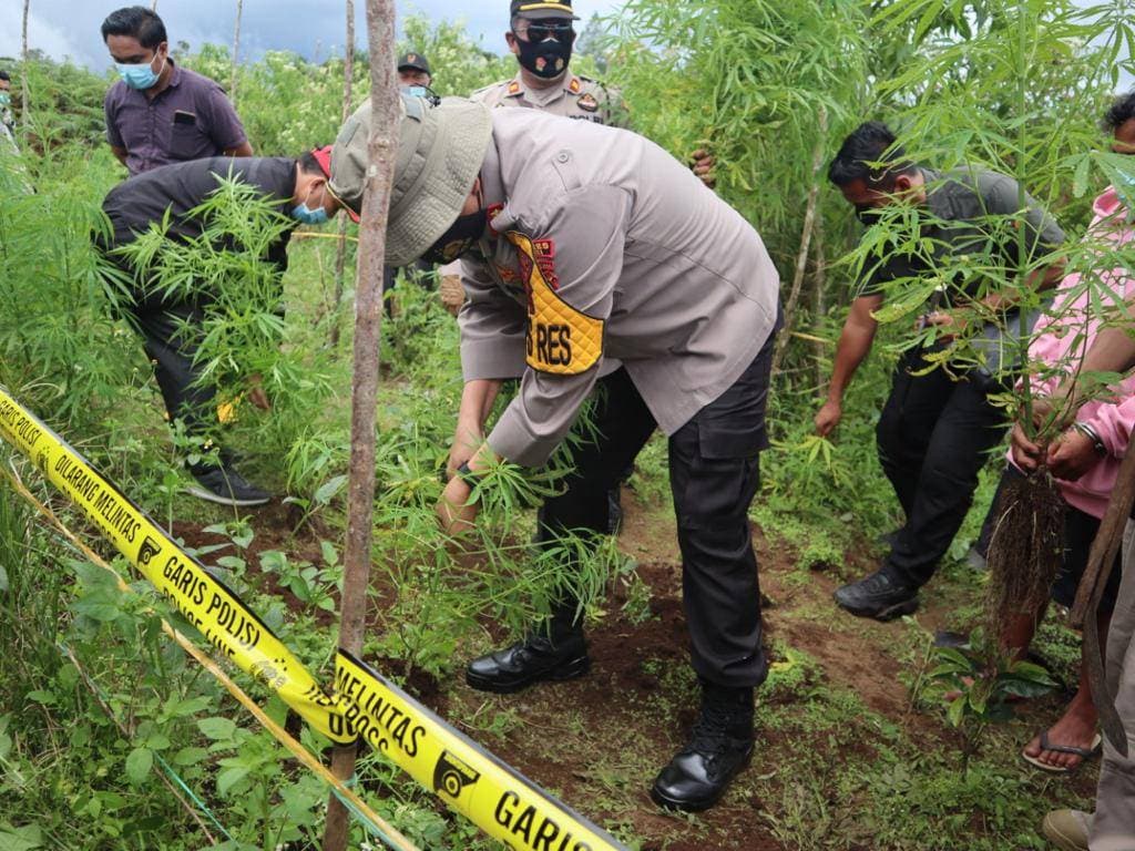 Polres Dairi Amankan Perladangan Ganja