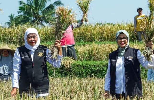 Bupati Blitar dan Gubernur Jatim, Panen Padi Aplikasi Biosaka dan Jadi Referensi Petani di Jatim