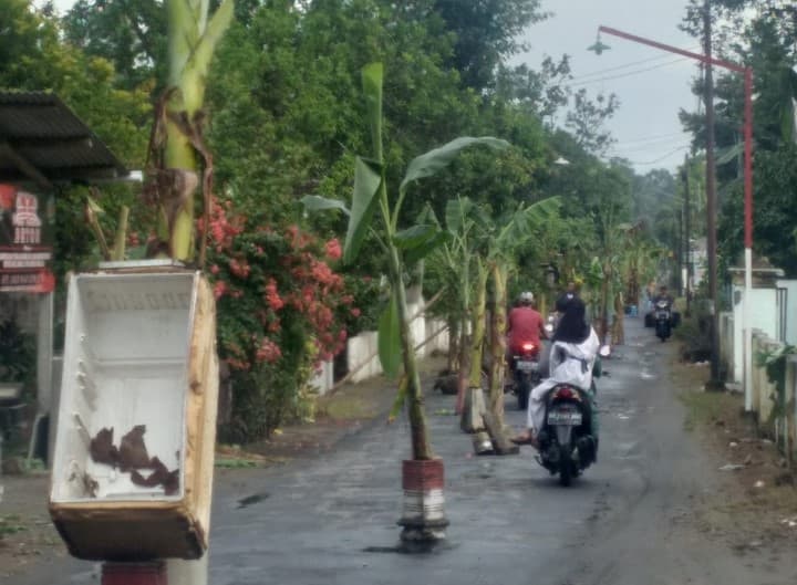 Warga Semanding Tanam Pohon Pisang, PUPR Kabupaten Blitar: Status Masih Jalan Desa dan Tidak Pernah Janjikan Perbaikan