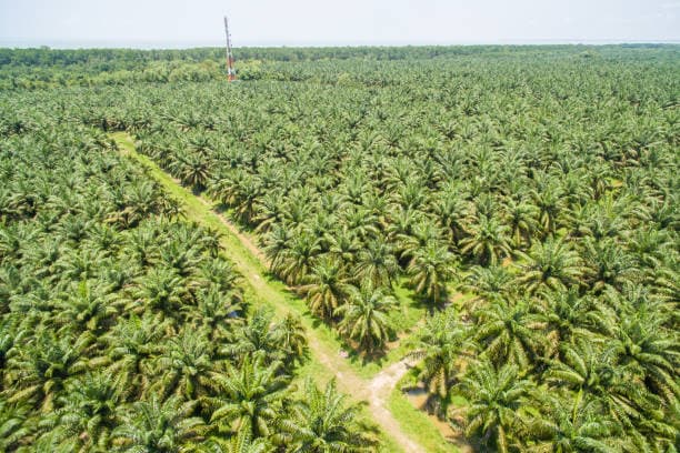 Harga TBS Anjlok, Anggota Komisi VI DPR Sebut Saatnya Kebijakan DMO dan DPO Dievaluasi