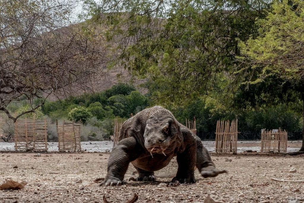 Pukis Beberkan 3 Catatan Kritis terkait Tarif Wisata Komodo