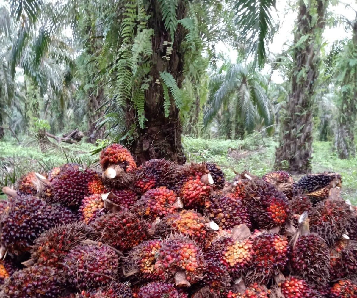 Perkebunan Sawit Bodong Marak di Indragiri Hulu seperti DPN Group dan PT SAL