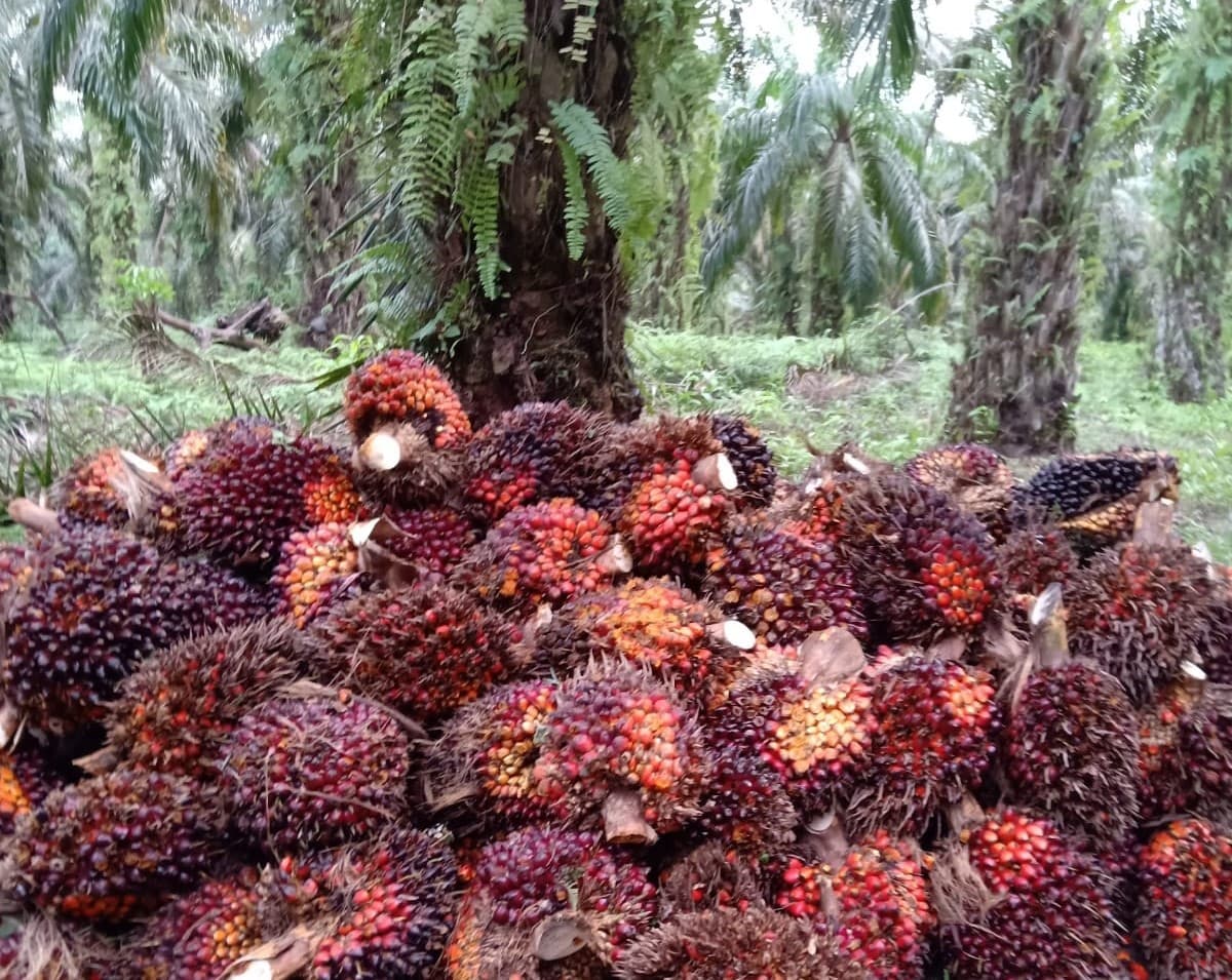 Pabrik Kelapa Sawit Diimbau Tetapkan Harga Sesuai Peraturan