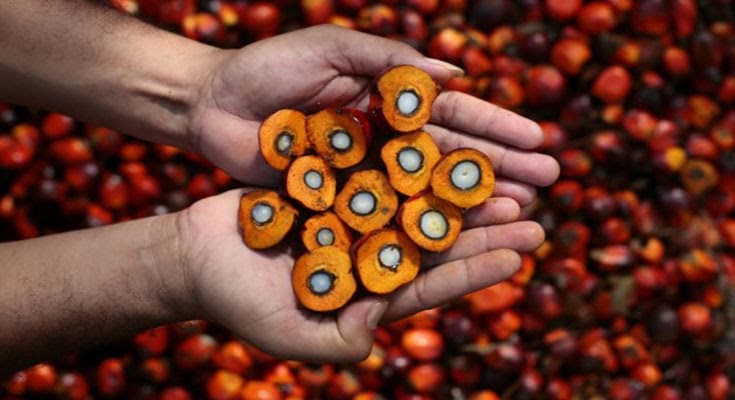 Harga Sawit Swadaya di Indragiri Anjlok, Ironisnya Daerah Sekitar Malah Tinggi